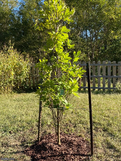 The tree my Grandfather’s friends planted in my yard | image tagged in tree,photos,how dare you | made w/ Imgflip meme maker