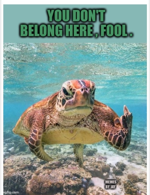 I guess not. lol | . | image tagged in turtles,scuba diving,middle finger | made w/ Imgflip meme maker