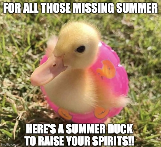Inner tube duckling! | FOR ALL THOSE MISSING SUMMER; HERE'S A SUMMER DUCK TO RAISE YOUR SPIRITS!! | made w/ Imgflip meme maker
