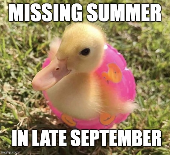 donut duckling!! | MISSING SUMMER; IN LATE SEPTEMBER | image tagged in duck,summer,summer vacation,summertime,back to school | made w/ Imgflip meme maker