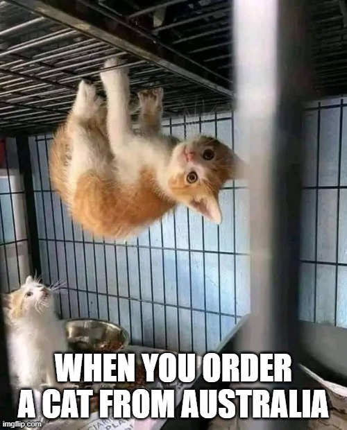 Hanging Cat | WHEN YOU ORDER A CAT FROM AUSTRALIA | image tagged in hanging cat | made w/ Imgflip meme maker