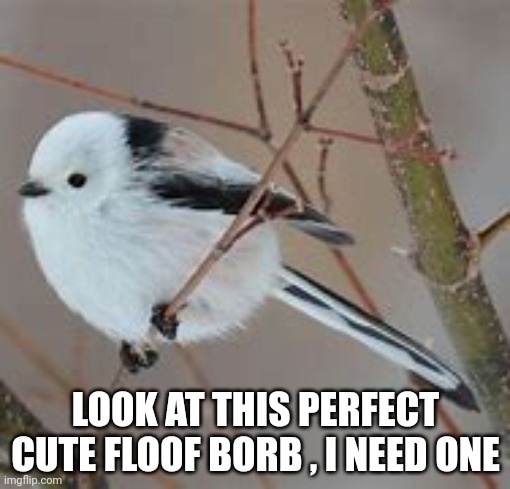 LOOK AT THIS PERFECT CUTE FLOOF BORB , I NEED ONE | made w/ Imgflip meme maker