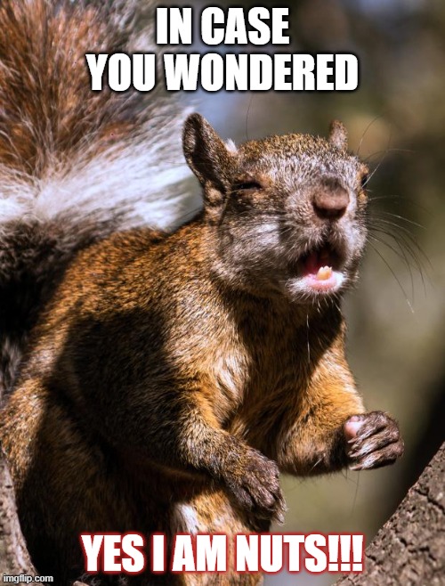 funny squirrel Memes & GIFs - Imgflip