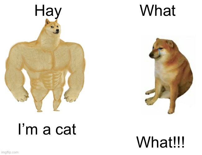 Buff Doge vs. Cheems Meme | Hay; What; I’m a cat; What!!! | image tagged in memes,buff doge vs cheems | made w/ Imgflip meme maker