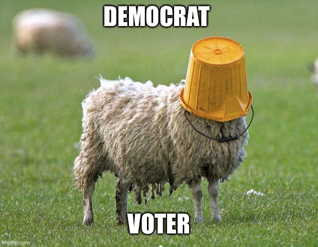 stupid sheep | DEMOCRAT VOTER | image tagged in stupid sheep | made w/ Imgflip meme maker