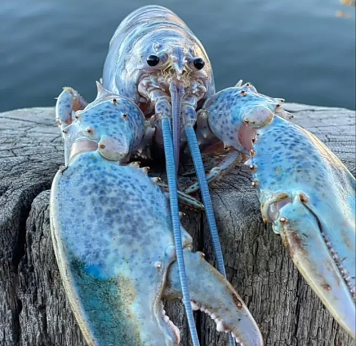 High Quality The Blue Lobster Blank Meme Template