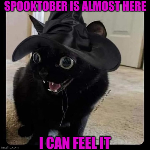 KITTY WITCH IS READY! | SPOOKTOBER IS ALMOST HERE; I CAN FEEL IT | image tagged in cats,funny cats,spooktober,witch | made w/ Imgflip meme maker
