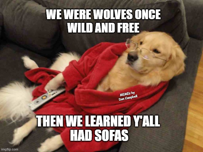  WE WERE WOLVES ONCE
WILD AND FREE; MEMEs by Dan Campbell; THEN WE LEARNED Y'ALL 
HAD SOFAS | image tagged in dog on couch | made w/ Imgflip meme maker