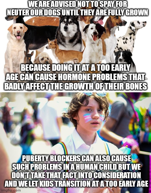 This is nothing to do with bigotry or being anti-trans this is simply stating a fact | WE ARE ADVISED NOT TO SPAY FOR NEUTER OUR DOGS UNTIL THEY ARE FULLY GROWN; BECAUSE DOING IT AT A TOO EARLY AGE CAN CAUSE HORMONE PROBLEMS THAT BADLY AFFECT THE GROWTH OF THEIR BONES; PUBERTY BLOCKERS CAN ALSO CAUSE SUCH PROBLEMS IN A HUMAN CHILD BUT WE DON'T TAKE THAT FACT INTO CONSIDERATION AND WE LET KIDS TRANSITION AT A TOO EARLY AGE | image tagged in transgender,lgbtq,liberal logic,liberal hypocrisy,double standards | made w/ Imgflip meme maker