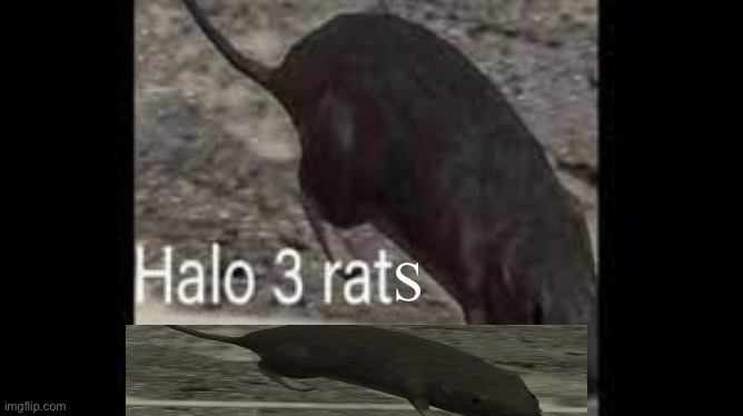Halo 3 rat | S | image tagged in halo 3 rat | made w/ Imgflip meme maker