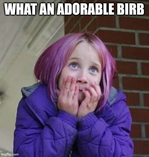 So Cute | WHAT AN ADORABLE BIRB | image tagged in so cute | made w/ Imgflip meme maker