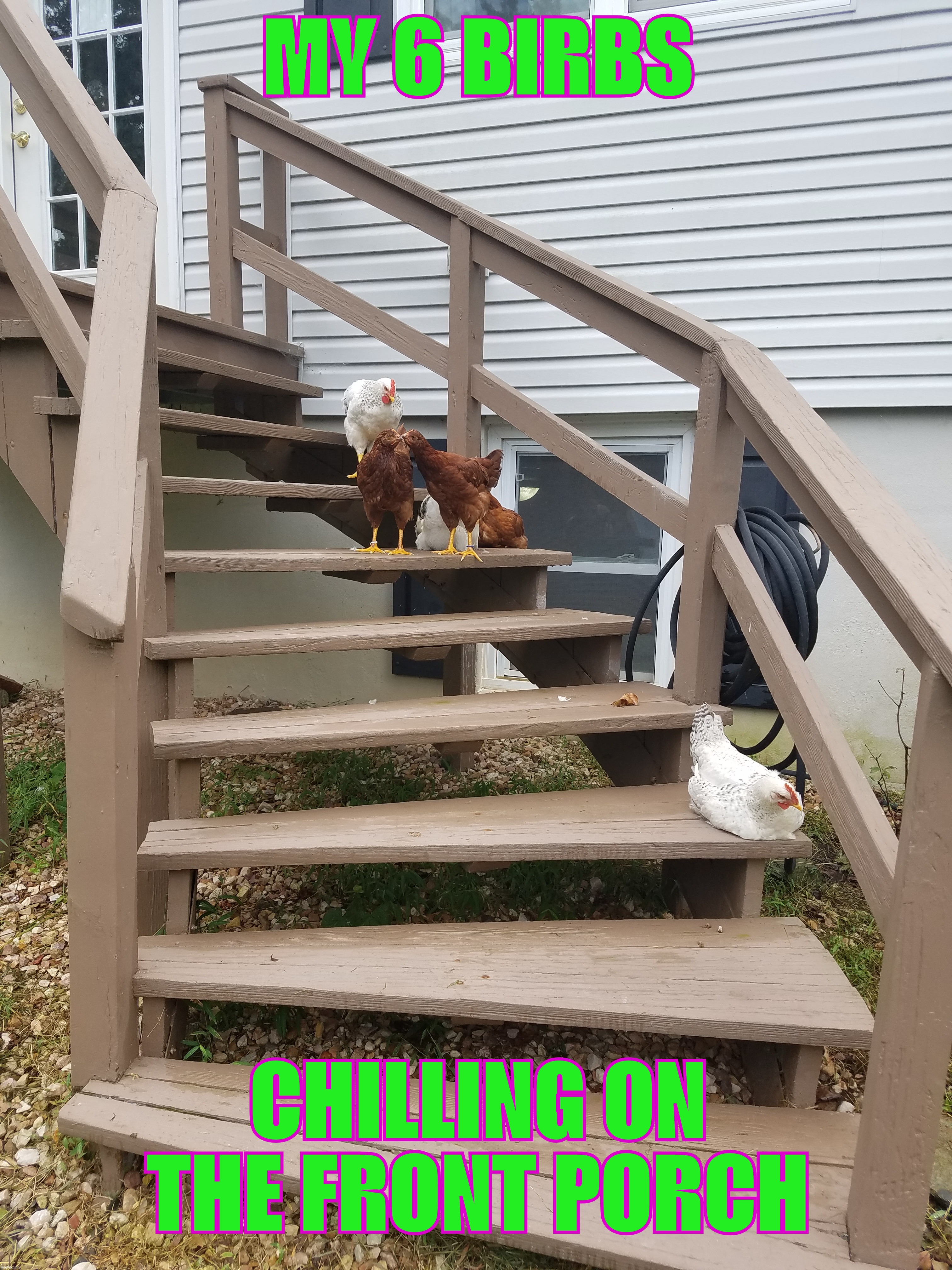 I love my chicken nuggies |  MY 6 BIRBS; CHILLING ON THE FRONT PORCH | image tagged in why did the chicken cross the road,look at all those chickens,chicken nuggets | made w/ Imgflip meme maker