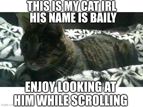Enjoy scrolling | THIS IS MY CAT IRL; HIS NAME IS BAILY; ENJOY LOOKING AT HIM WHILE SCROLLING | image tagged in cat | made w/ Imgflip meme maker