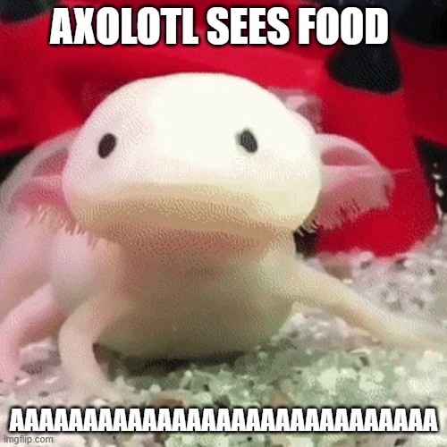 DSUAYHBJ | AXOLOTL SEES FOOD; AAAAAAAAAAAAAAAAAAAAAAAAAAAAA | image tagged in axolotl | made w/ Imgflip meme maker