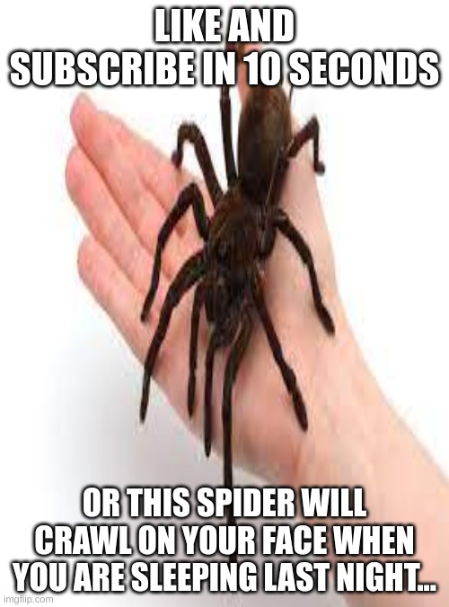 youtube videos be like | LIKE AND SUBSCRIBE IN 10 SECONDS; OR THIS SPIDER WILL CRAWL ON YOUR FACE WHEN YOU ARE SLEEPING LAST NIGHT... | image tagged in fyp | made w/ Imgflip meme maker