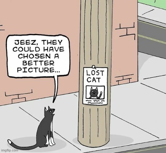 Cat-ique | image tagged in comics | made w/ Imgflip meme maker