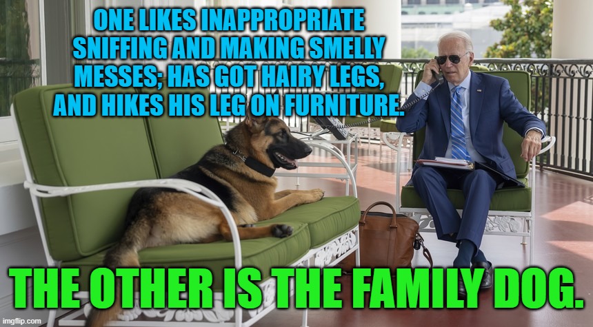 Sometimes low hanging fruit is just tooooooooooooo . . . tempting. | ONE LIKES INAPPROPRIATE SNIFFING AND MAKING SMELLY MESSES; HAS GOT HAIRY LEGS, AND HIKES HIS LEG ON FURNITURE. THE OTHER IS THE FAMILY DOG. | image tagged in a sick beast and his dog | made w/ Imgflip meme maker