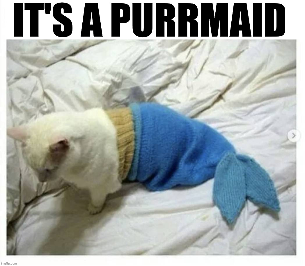 IT'S A PURRMAID | image tagged in eye roll | made w/ Imgflip meme maker