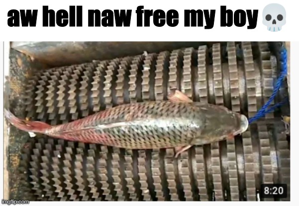 free bro he aint do nuthin | aw hell naw free my boy💀 | image tagged in fish | made w/ Imgflip meme maker