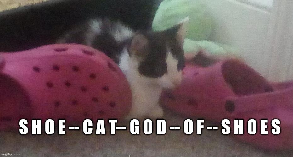 My kitten with my crocs | S H O E -- C A T-- G O D -- O F -- S H O E S | image tagged in kitten | made w/ Imgflip meme maker