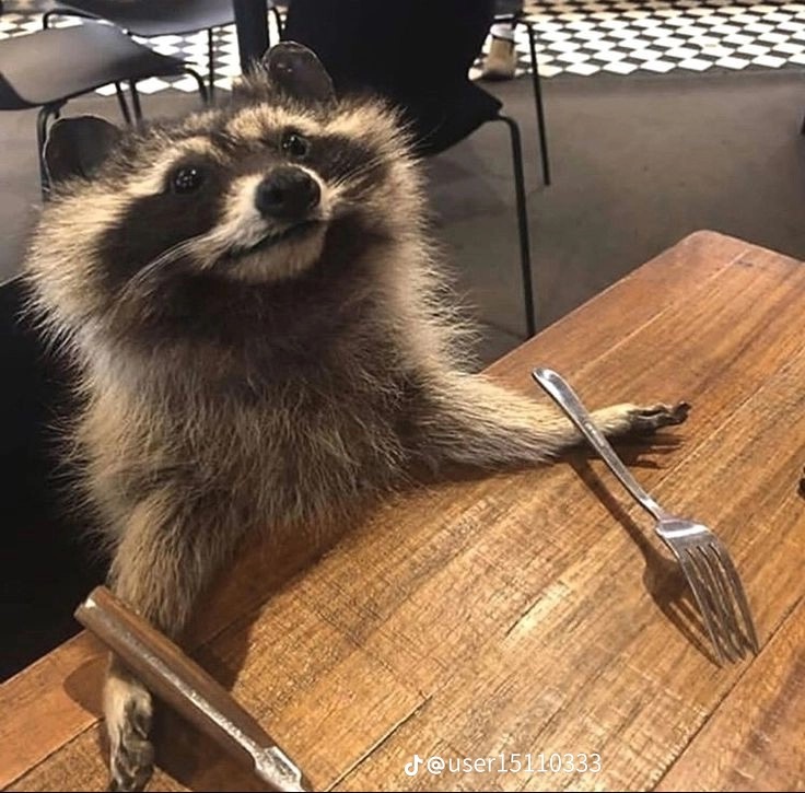 Hungry Racoon Blank Meme Template