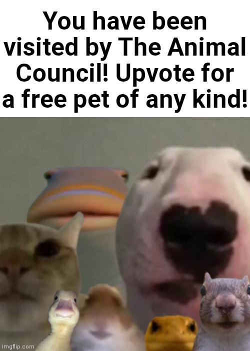 How lucky! | You have been visited by The Animal Council! Upvote for a free pet of any kind! | image tagged in the animal council | made w/ Imgflip meme maker