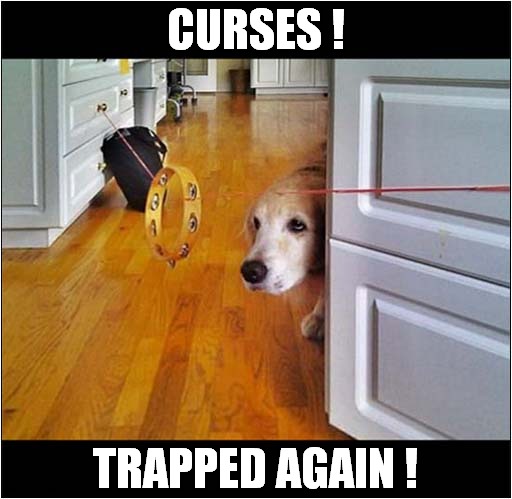 Evil Owner ? | CURSES ! TRAPPED AGAIN ! | image tagged in dogs,evil,owner,tambourine,trap | made w/ Imgflip meme maker