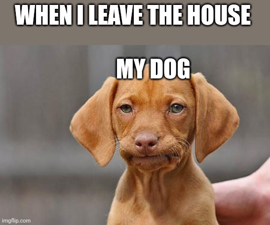 Dissapointed puppy | WHEN I LEAVE THE HOUSE; MY DOG | image tagged in dissapointed puppy | made w/ Imgflip meme maker