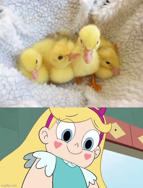 Those Ducklings are Cute | image tagged in ducks,duck,memes,star butterfly,duckling,cute | made w/ Imgflip meme maker