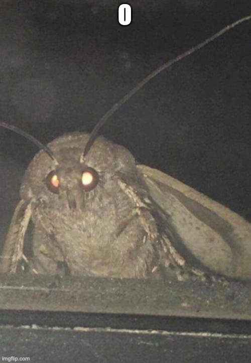 Moth | O | image tagged in moth | made w/ Imgflip meme maker