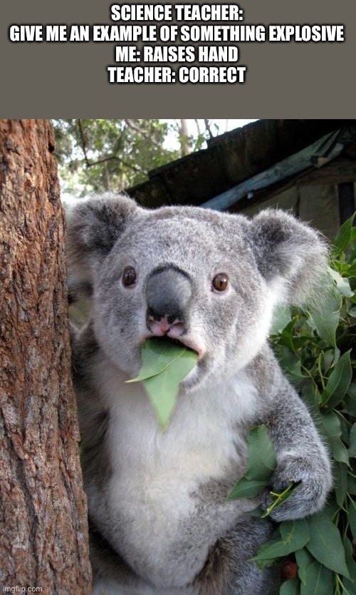 surprised-koala-meme-imgflip
