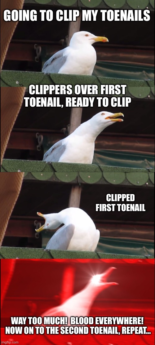 Very Risky Business, Toenail Clipping | GOING TO CLIP MY TOENAILS; CLIPPERS OVER FIRST TOENAIL, READY TO CLIP; CLIPPED FIRST TOENAIL; WAY TOO MUCH!  BLOOD EVERYWHERE!  NOW ON TO THE SECOND TOENAIL, REPEAT… | image tagged in memes,inhaling seagull,humor,toenail clipping,funny,so true | made w/ Imgflip meme maker