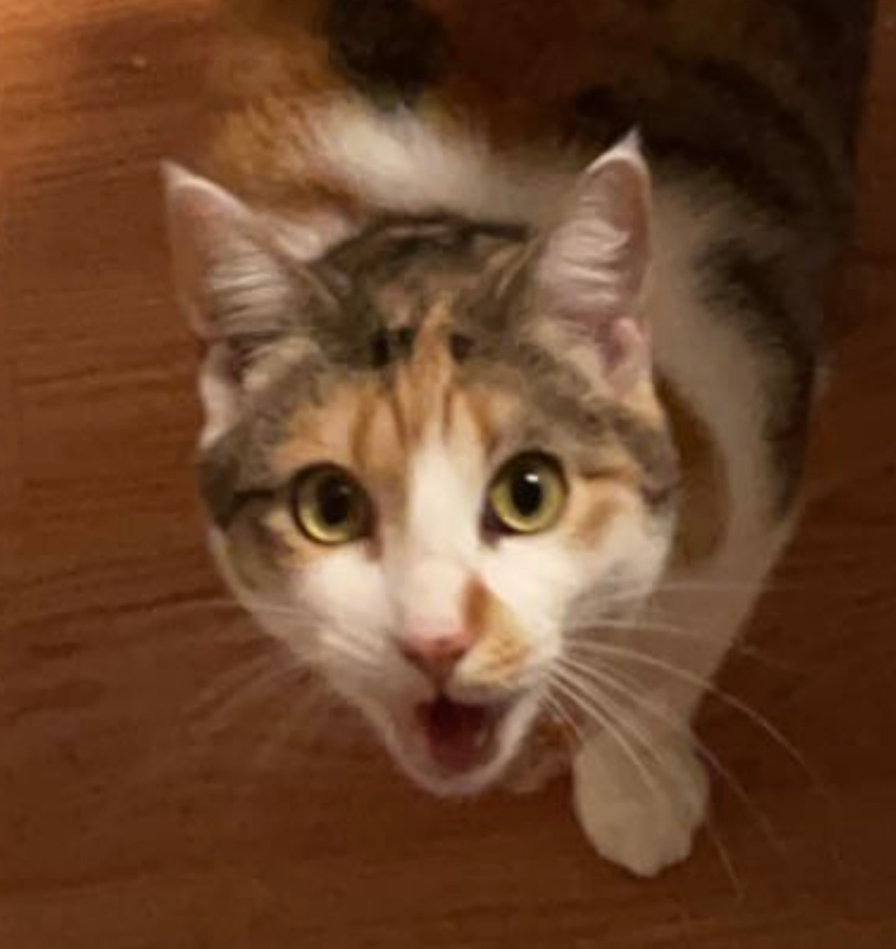 High Quality Surprised Kitty Blank Meme Template