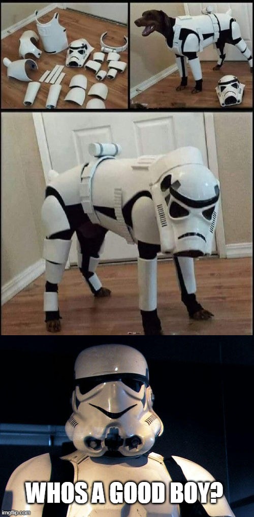 DOGTROOPER | WHOS A GOOD BOY? | image tagged in star wars,stormtrooper,dog | made w/ Imgflip meme maker