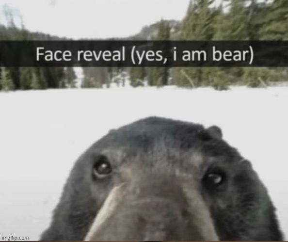 Yea I’m bear (totally real) | image tagged in meme | made w/ Imgflip meme maker