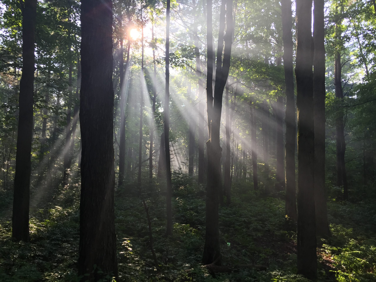 High Quality Nature Blank Meme Template