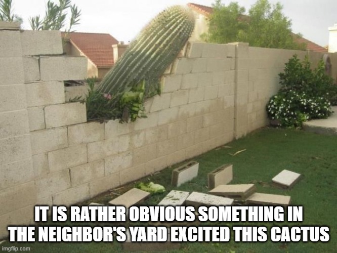 GIANT CACTUS |  IT IS RATHER OBVIOUS SOMETHING IN THE NEIGHBOR'S YARD EXCITED THIS CACTUS | image tagged in giant,huge,excited,cactus,neighbor,yard | made w/ Imgflip meme maker