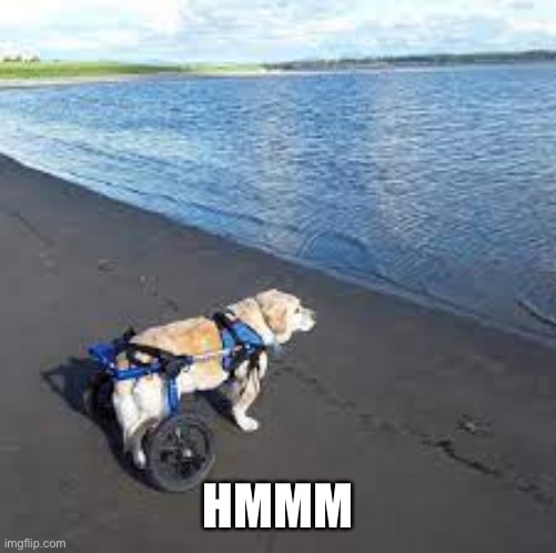 Dog at beach | HMMM | image tagged in dog at beach | made w/ Imgflip meme maker