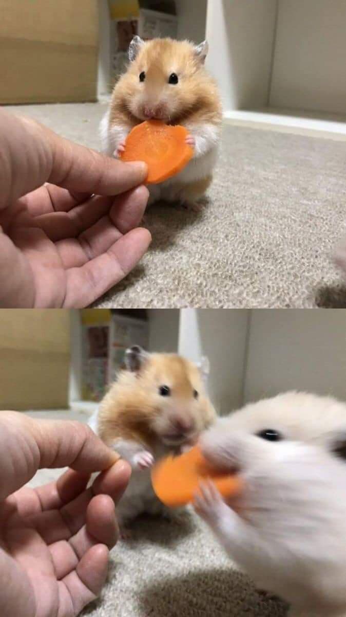 High Quality Hamster with Carrot Blank Meme Template