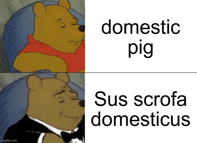 scientific name for pig is sus seriously | domestic pig; Sus scrofa domesticus | image tagged in memes,tuxedo winnie the pooh,scientific name for pig,sus | made w/ Imgflip meme maker