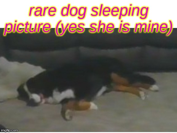 she is a big snorer | rare dog sleeping picture (yes she is mine) | image tagged in i have no idea whether my dad will be mad if he sees this or not,dog,puppy,bernese mountian dog | made w/ Imgflip meme maker