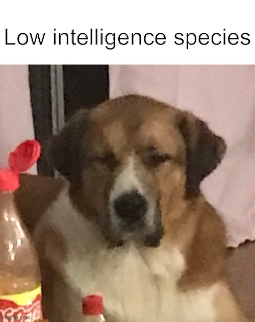 Low intelligence species | made w/ Imgflip meme maker