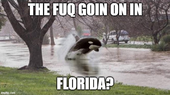 THE FUQ GOIN ON IN; FLORIDA? | made w/ Imgflip meme maker