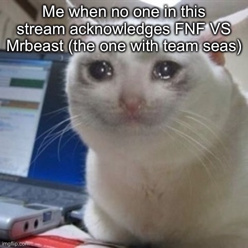Crying cat | Me when no one in this stream acknowledges FNF VS Mrbeast (the one with team seas) | image tagged in crying cat | made w/ Imgflip meme maker