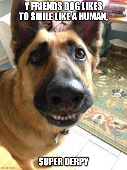 DERP DOG | Y FRIENDS DOG LIKES TO SMILE LIKE A HUMAN, SUPER DERPY | image tagged in derp dog smile | made w/ Imgflip meme maker