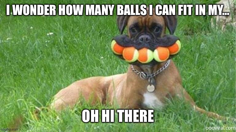 Dirty Dog | I WONDER HOW MANY BALLS I CAN FIT IN MY…; OH HI THERE | image tagged in balls,dog,funny dogs,funny | made w/ Imgflip meme maker