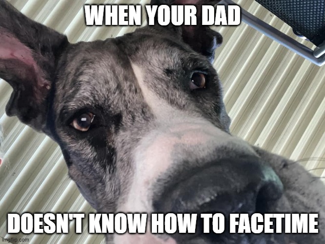 your dad can't facetime | WHEN YOUR DAD; DOESN'T KNOW HOW TO FACETIME | image tagged in titus the greatest dane | made w/ Imgflip meme maker