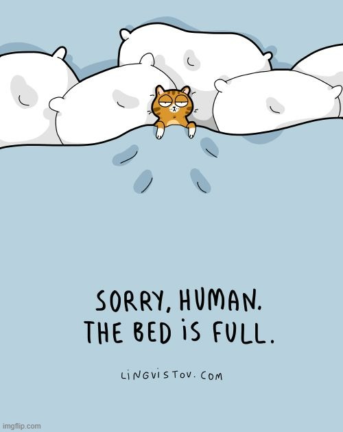 A Cat's Way Of Thinking | image tagged in memes,comics,cats,sorry,bed,full | made w/ Imgflip meme maker