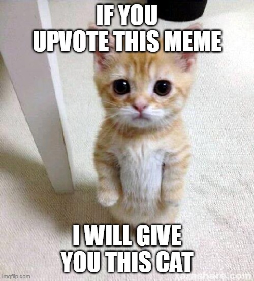 cute cat | IF YOU UPVOTE THIS MEME; I WILL GIVE YOU THIS CAT | image tagged in memes,cute cat,funny,halloween | made w/ Imgflip meme maker