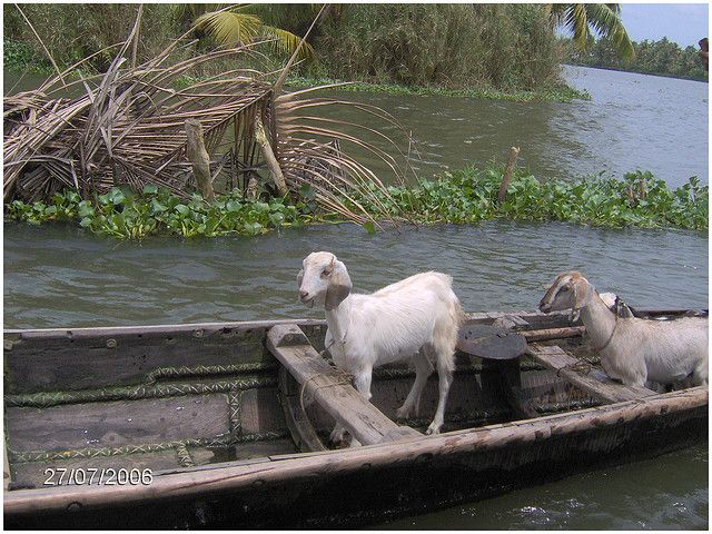 goat on a boat Blank Meme Template